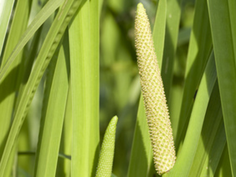 Kalmus - Acorus calamus